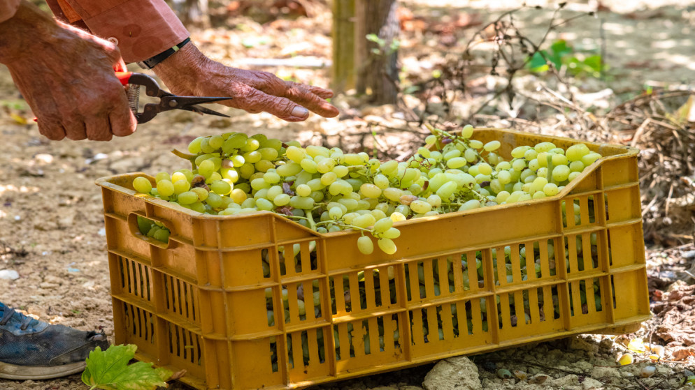 الصادرات الزراعية في الاردن تسجل رقما قياسيا جديدا